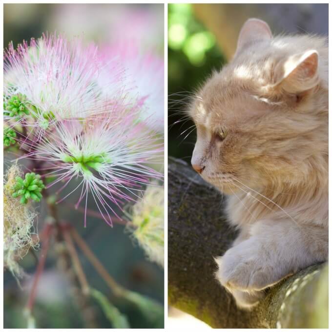 Mimosa blossoms and a cat in the tree.