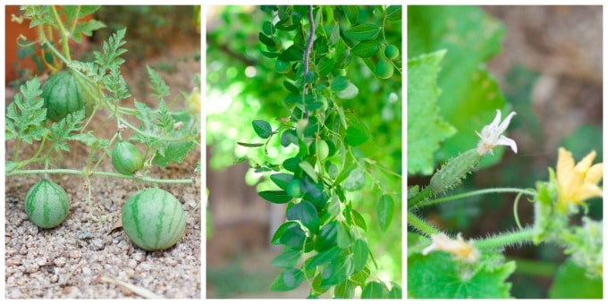 Garden watermelons, jujubes and cucumbers growing. 