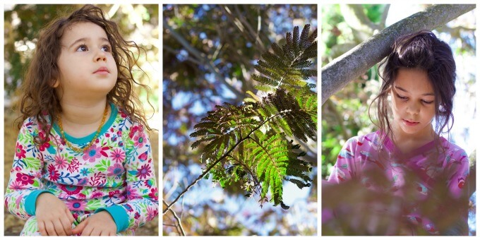 Two little girls in a mimosa tree.