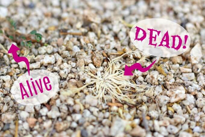 Live and dead weeds in decomposed granite.