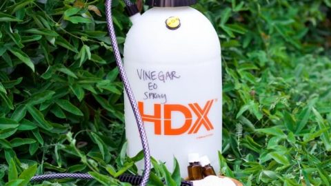 Super Powerful Chemical Free Natural Weed Killer Recipes To Nourish