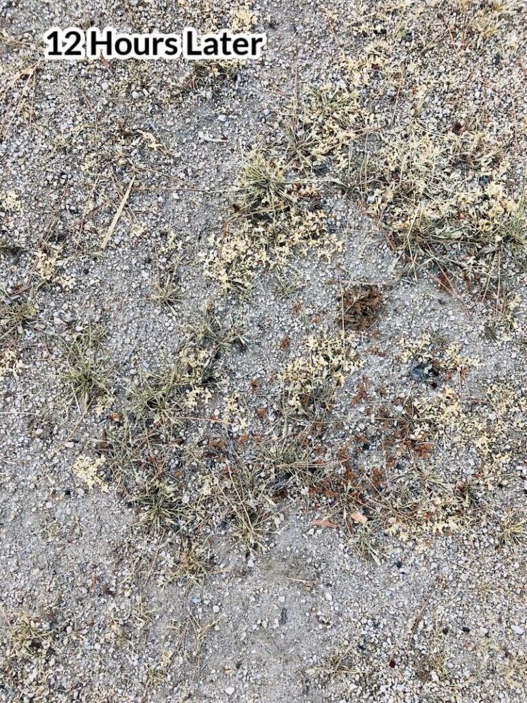 Photo of dead weeds in decomposed granite and dirt with the text 12 hours later.