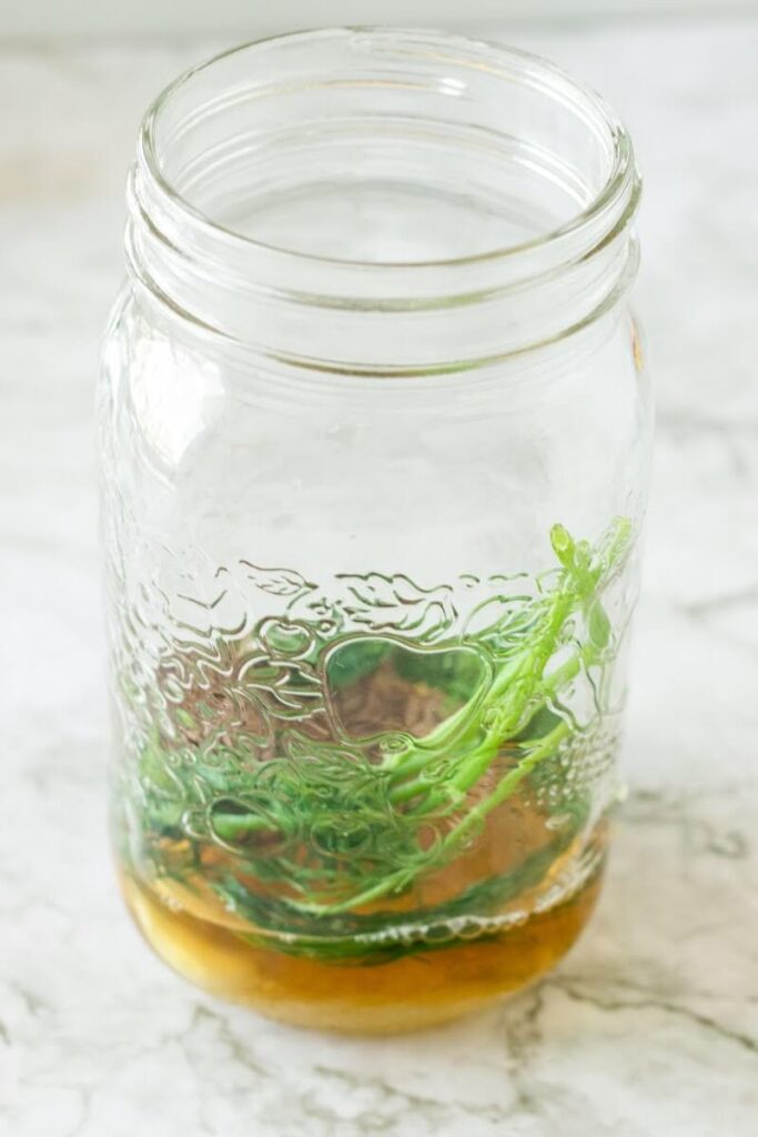 Mason jar filled 1/4 full with fresh dill sprigs, dill seeds, fennel seeds and apple cider vinegar.