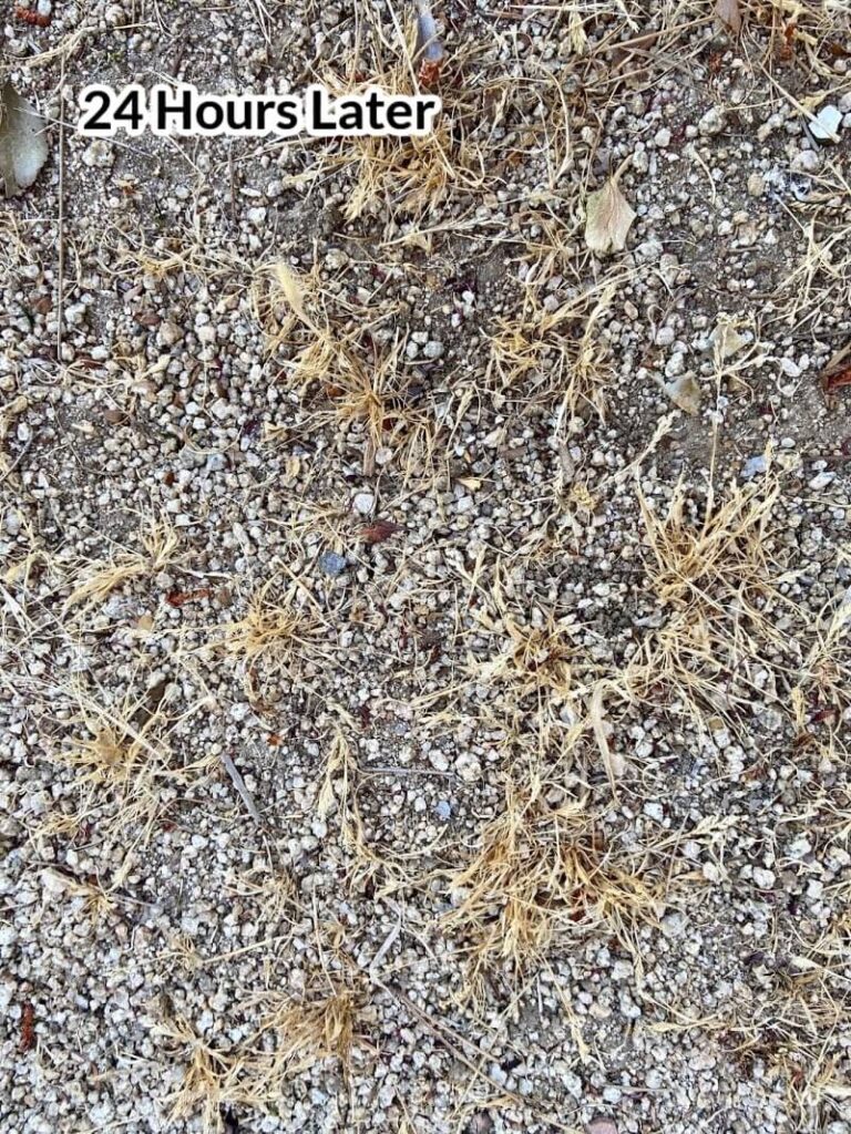 Photo of dead weeds in decomposed granite and dirt with the text 24 hours later.
