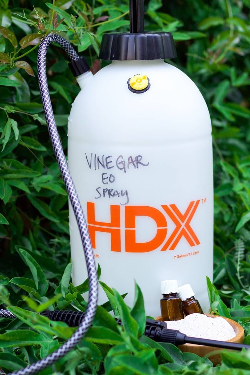 Photo of a garden sprayer that says Vinegar EO Spray, sitting in green leaves in the garden next to a small bowl of salt and essential oil bottles.